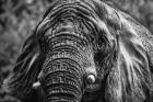 Elephant Front Black & White