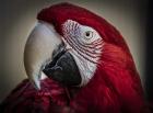 Ara Parrot Close Up III