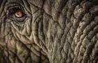 Elephant Close Up