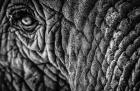Elephant Close Up - Black & White