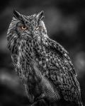 Wise Owl 2  Black & White