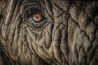 Elephant Close Up II