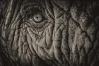 Elephant Close Up II Sepia