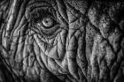 Elephant Close Up II - Black & White