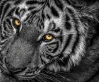 Tiger Close Up Black & White