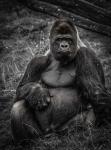 The Male Gorilla 3
