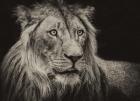 The Lion Sepia