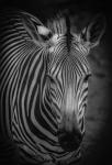 Zebra 5 Black & White
