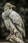 White Vulture 2