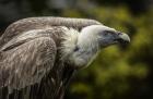 Vulture 3