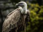 Vulture 4
