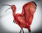 Red Bird IIII