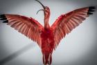 Red Bird VI