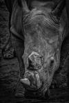 Male Rhino 2 Black & White