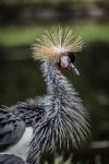 Yellow Crowned Crane