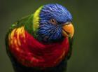 Colorfull Bird II