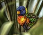 Colorfull Bird III