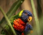 Colorfull Bird IV