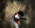 Yellow Crowned Crane 2