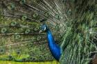 Peacock Showing Off