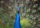 Peacock Showing Off Close Up II