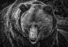 The Grizzly Black & White