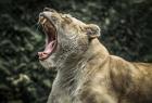 Female White Lion Roars