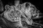 Two Female Lions Black & White