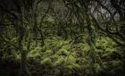 Mossy Forest