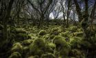 Mossy Forest 3