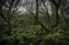 Mossy Forest 7