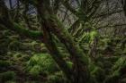Mossy Forest 8