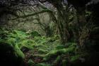 Mossy Forest 9