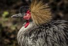 Crowned Crane III