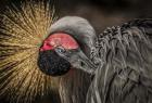 Yellow Crowned Crane 3