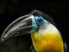 Toucan