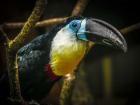 Toucan II