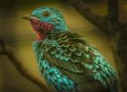 Colorfull Bird V