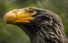 Steller Sea Eagle