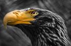 Steller Sea Eagle Black & White