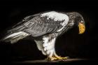 Steller Sea Eagle II