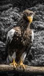 Steller Eagle V crop