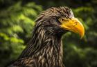 Steller Sea Eagle III