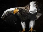 Steller Sea Eagle Wings III