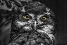 Little Owl Black & White