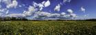 Yellow Flower Field