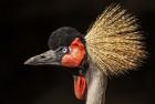 Crowned Crane Close Up