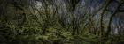 Mossy Forest Panorama