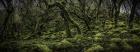 Mossy Forest Panorama 2