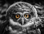 Young Owl Black & White